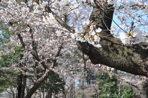 与野公園桜2