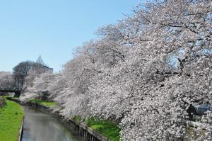埼大通り南側桜