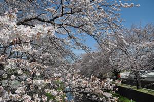 埼大通り北側桜