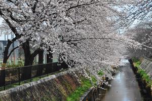 赤山通り付近桜