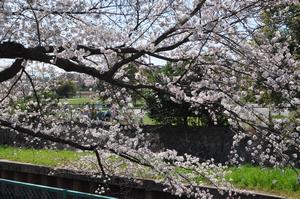 与野中央公園桜3