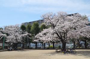 上落合公園桜