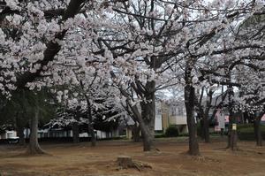 八王子公園桜