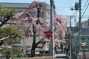 鈴谷桜