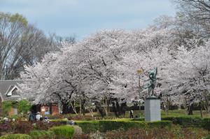 与野公園桜1