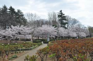 与野公園桜5