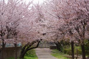 与野公園の桜1