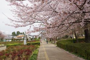 与野公園の桜2