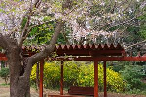 与野公園の桜3