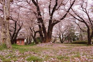 与野公園の桜4