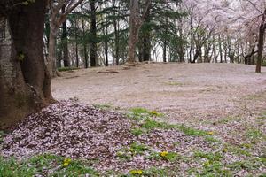 与野公園の桜5