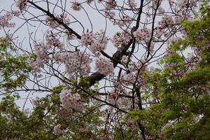 与野公園の桜6