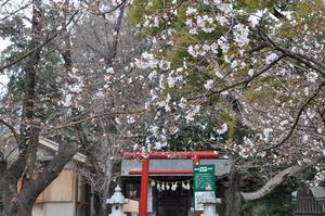 与野公園桜2