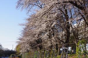 与野公園桜8