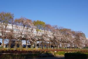 与野公園桜9
