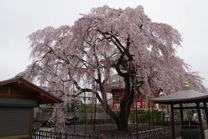 千代桜1