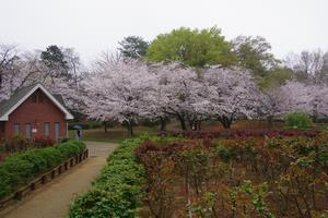 与野公園桜3