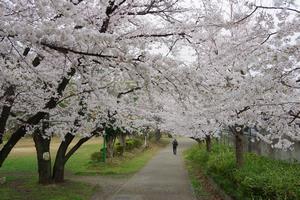与野公園桜5