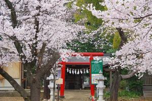 与野公園桜7