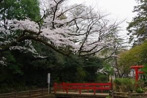 与野公園桜7