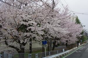 鈴谷小学校桜