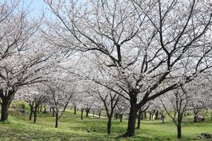 桜　南平野公園