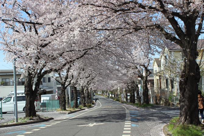 和田通りの桜並木