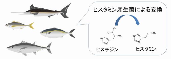 魚とヒスタミン変換図