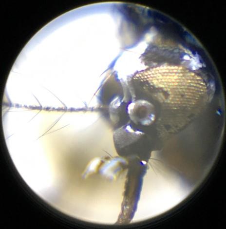 蚊顕微鏡