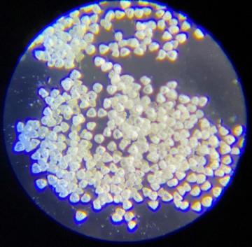 ツツジ花粉顕微鏡