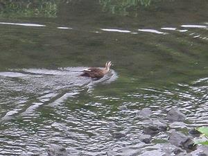泳いでいる鴨の写真です