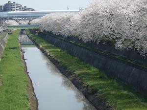 新開橋からの桜の様子