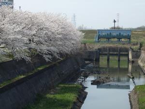 新開橋からの桜の様子（水門側）