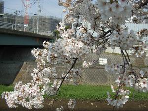 桜の枝の接写写真