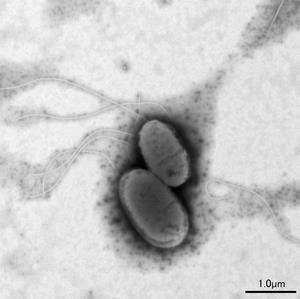 サルモネラ属菌の写真