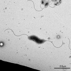 カンピロバクター属菌の写真